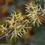 Witch Hazel – Common – #3 Container